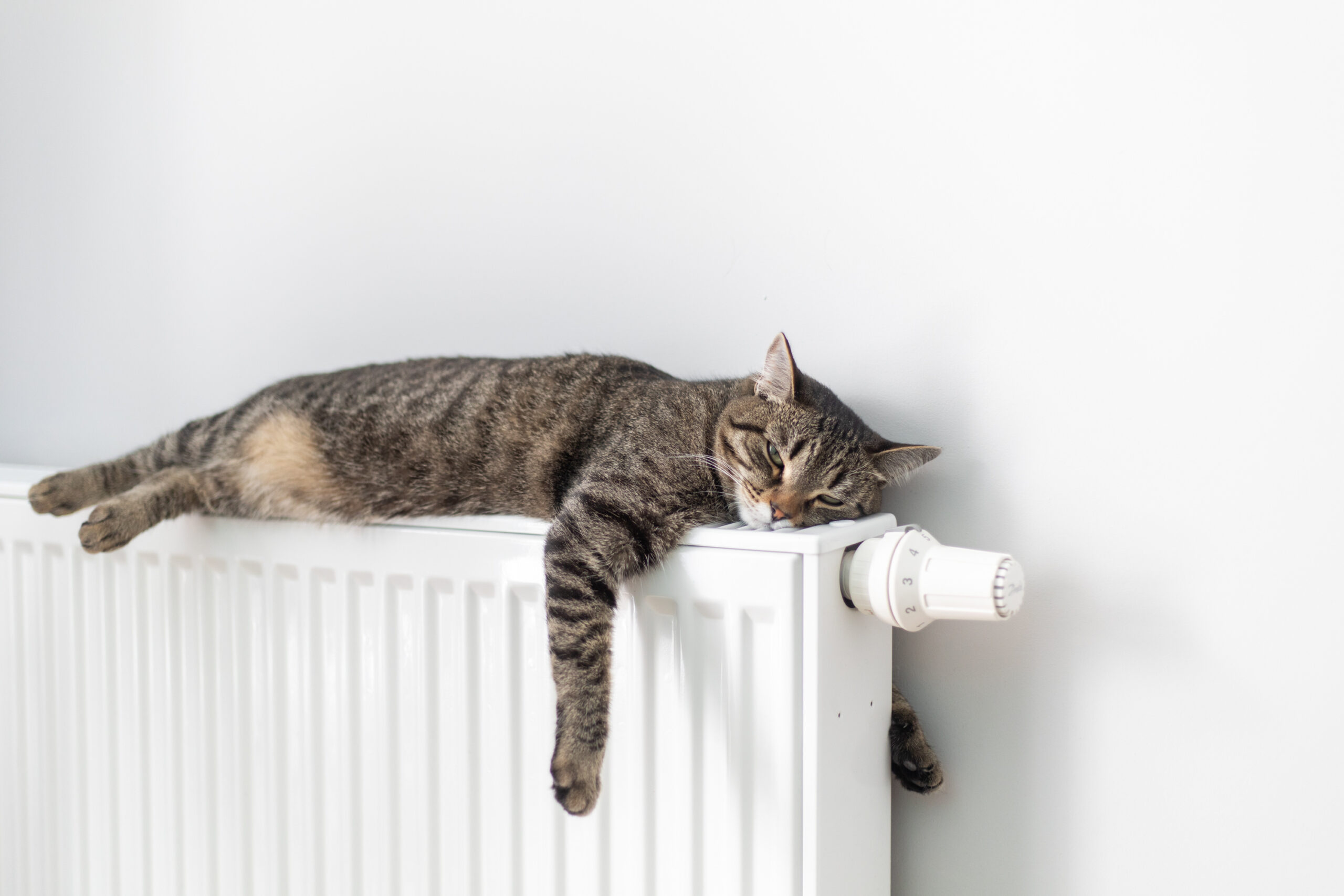 Katze liegt auf einem effizienten Heizkörper dank Heizungsoptimierung
